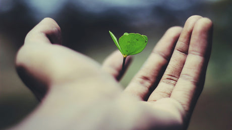 Growth Investment Domains ($3,000 - $8,000)